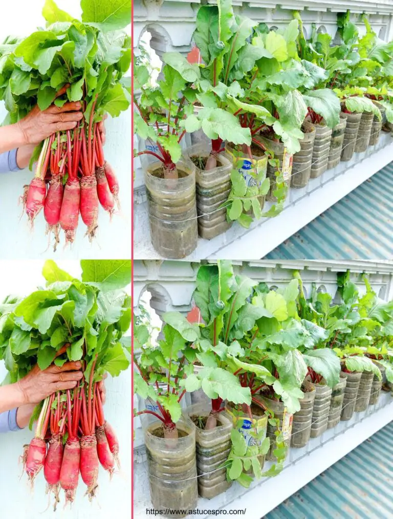 ¡Por supuesto! ¿Qué tal esta versión pegadiza en francés: Cultivar verduras sin jardín para alimentar a su familia – P2