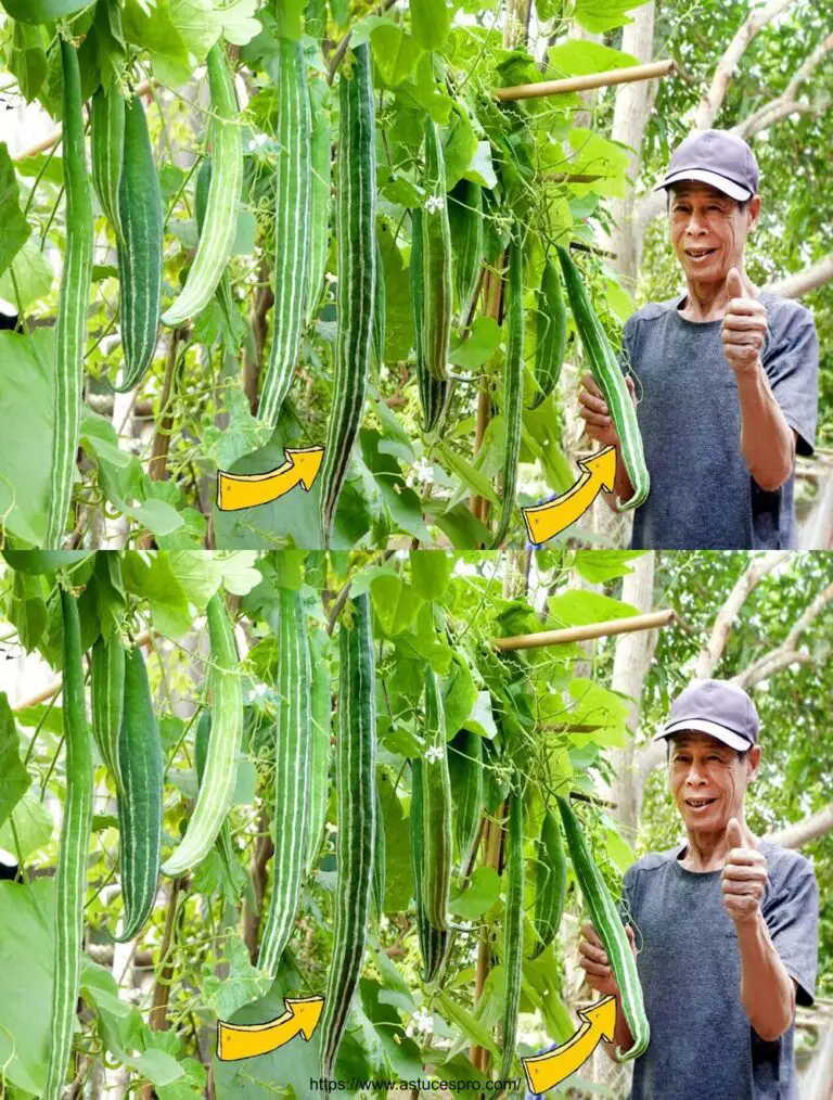 Cómo cultivar melones japoneses en casa en abundancia, fácilmente para principiantes