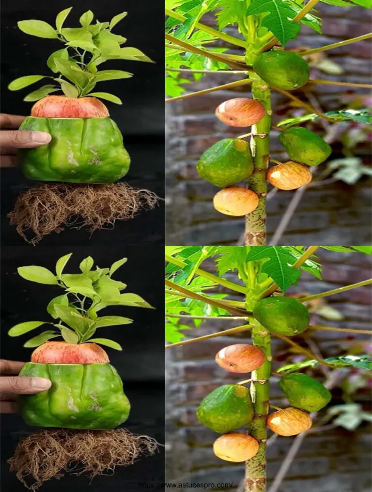 Habilidades Singulares: Cultivar un Papayer y una manzana de Papaye y Apple Fruits