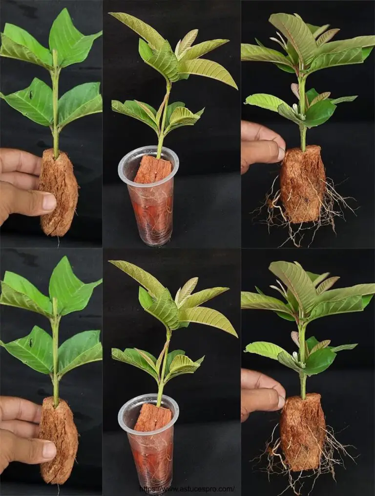 Cómo cultivar una planta de guava de cortar en una cáscara de coco con agua eficientemente