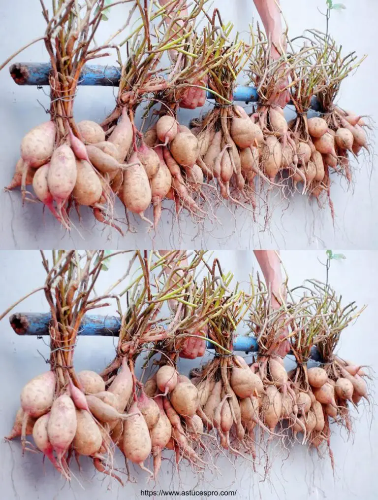 Cómo cultivar fácilmente patatas dulces en casa y obtener una cosecha abundante!