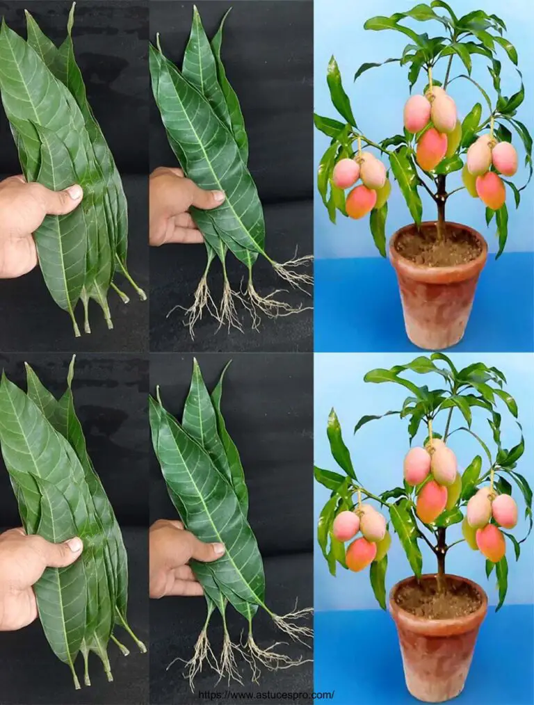 Cómo cultivar árboles de mango de hojas de mango con una tasa de éxito del 100%