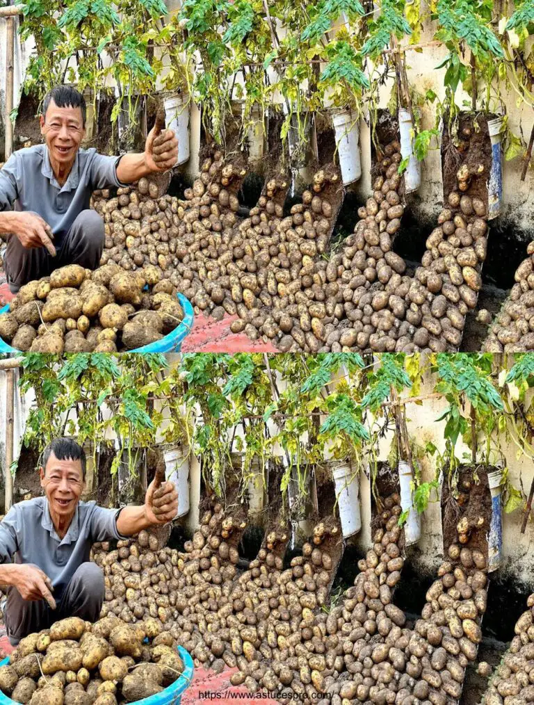 Cultivando papas de la Tierra en Potas: ¡Una cosecha sorprendente de tubérculos!