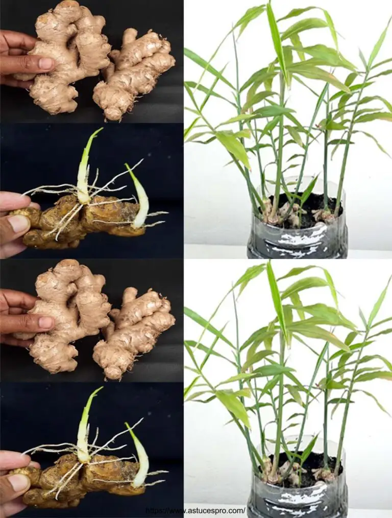 Cómo crecer jengibre en agua y suelo para principiantes: Ginger de crecimiento en casa