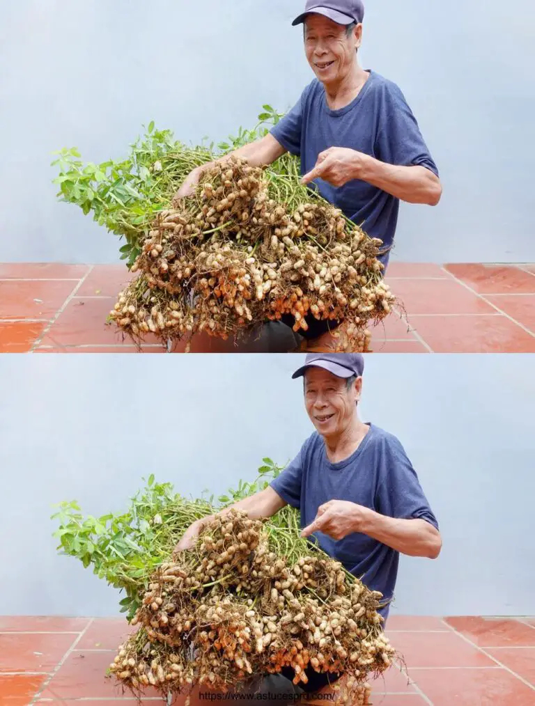 Gran Idea: Cultivando Arachids en casa