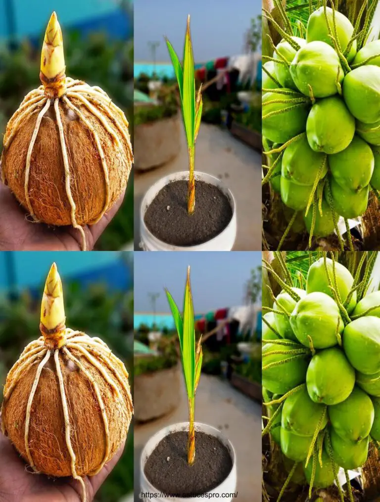 Cómo crecer un árbol de coco con una sandía