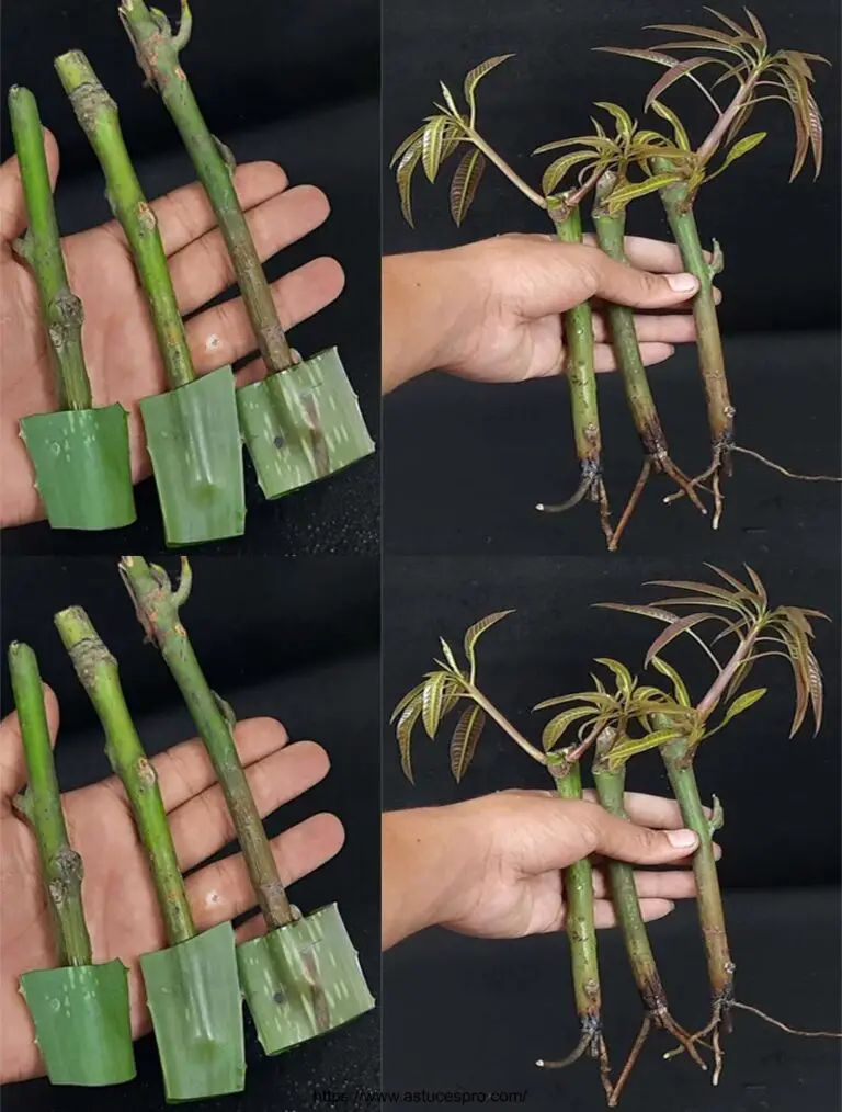 Cómo cultivar una planta de mango de cortes utilizando d-aloe vera gel