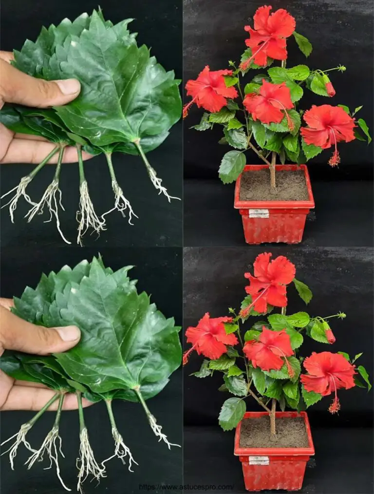 Multiply plantas de Hibiscus de hojas