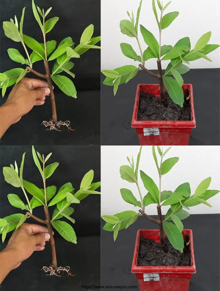 Cómo cultivar un árbol de guava de cortes en agua