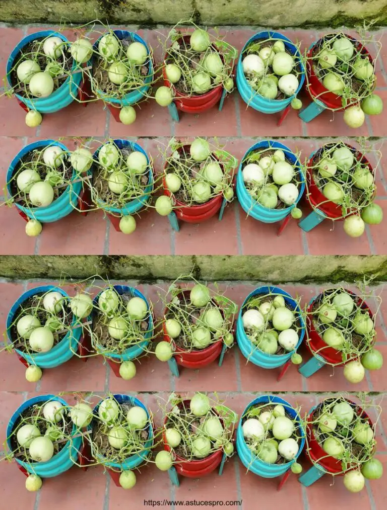 Gran idea: cultivar fácilmente los melones de Honeydew en casa para principiantes