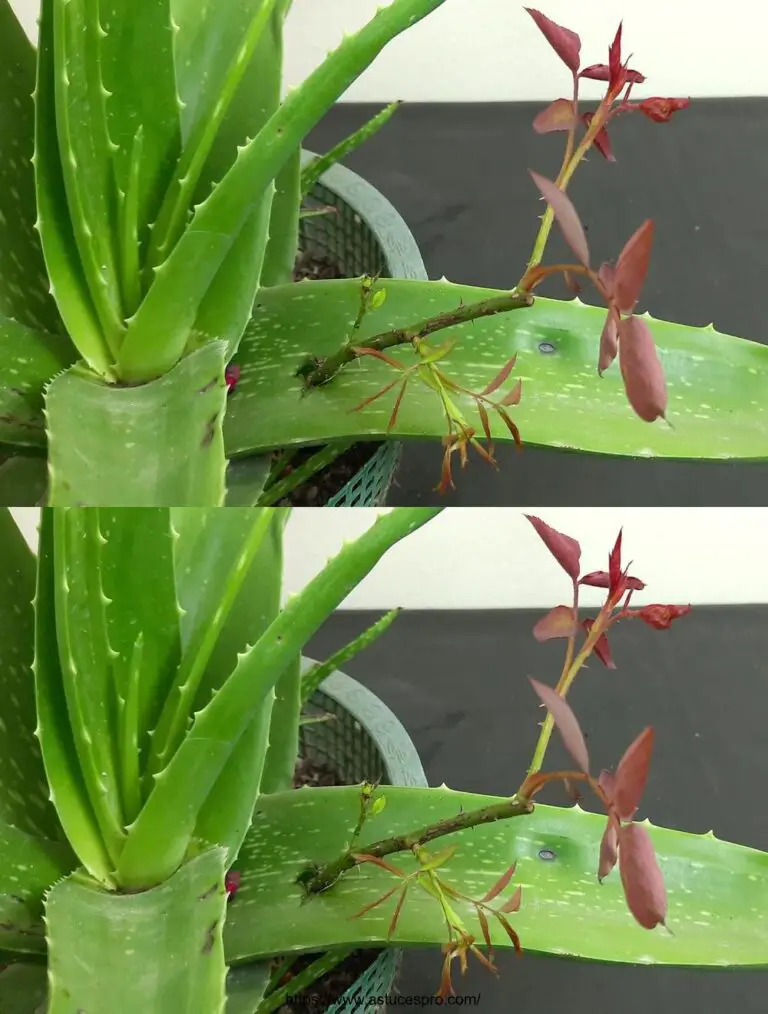 ¡Levanten sus propias rosas de cortes en casa!