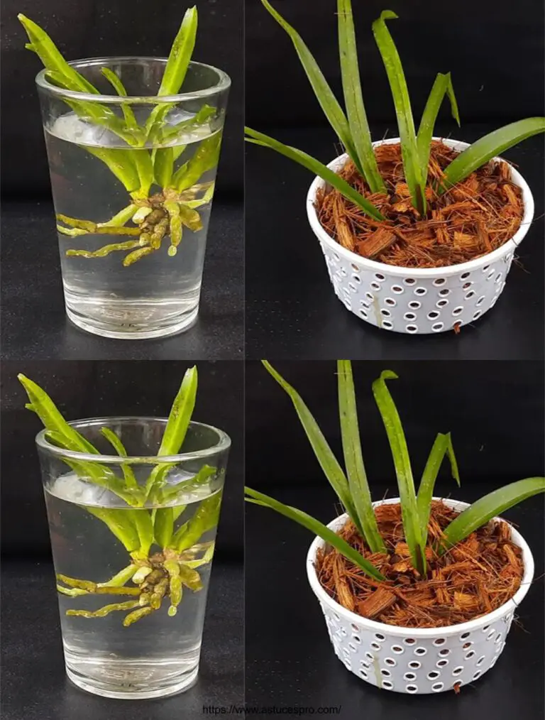 Cómo cultivar una orquídea en agua y cáscara de coco