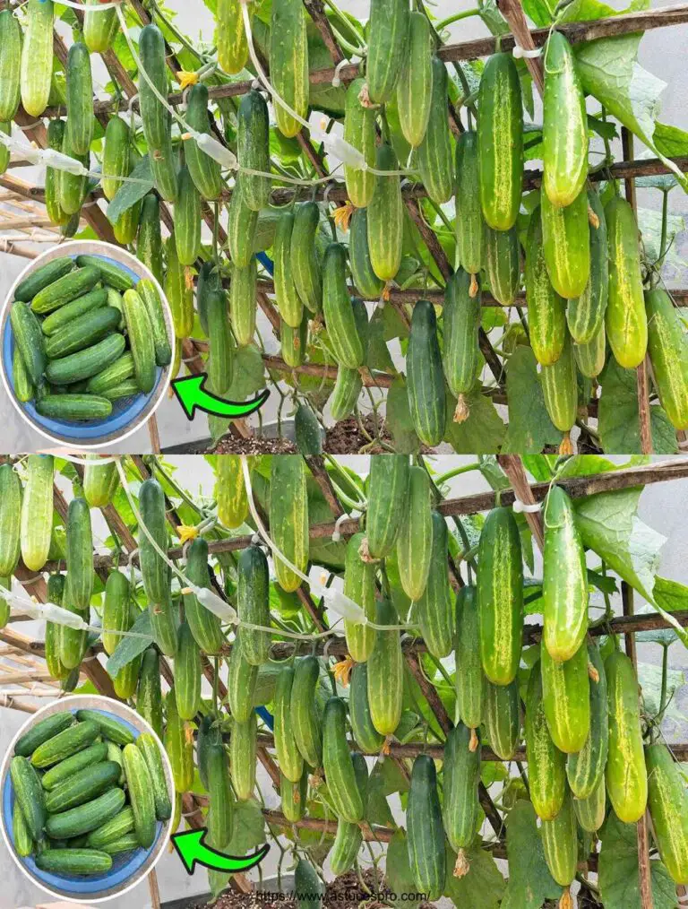 ¡El secreto final para cultivar deliciosos pepinos en recipientes de espuma! ¡Te espera una cosecha abundante y dulce!