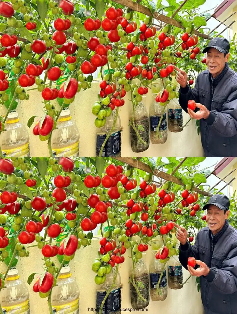 Crecer tomates de esta manera da mucha fruta sin necesidad de riego