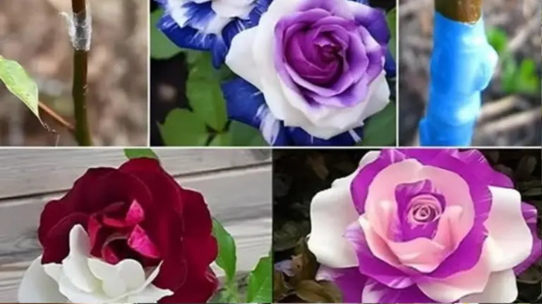 Guía Paso a Paso para Injertar Rosales de Diferentes Colores
