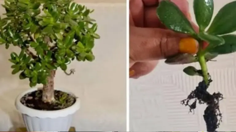 La Planta de Jade: ¡Un Tesoro Invaluable para Tu Hogar!