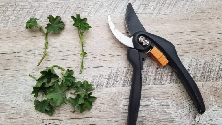 ¡Esta planta es indispensable en cada habitación durante el VERANO: no es necesario comprarla, con solo una hoja puedes reproducirla fácilmente!