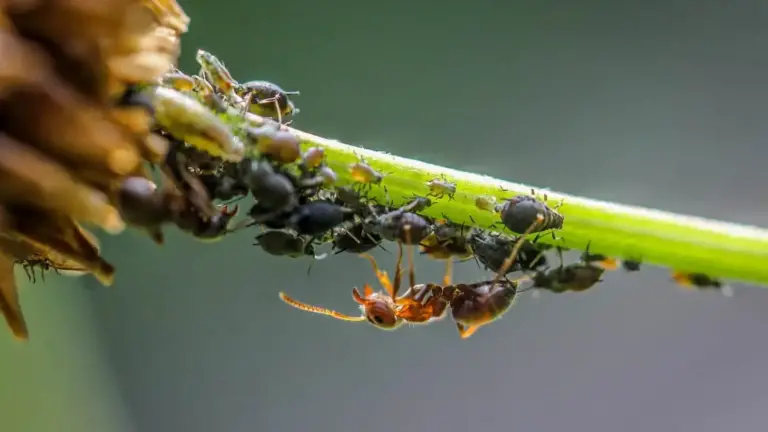 Método con bicarbonato de sodio que eliminará a los hormigas de tu jardín de forma permanente: ¡Gracias a mi vecina por este consejo!