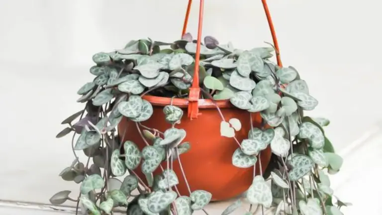 Cuidados de la Ceropegia Woodii: La Cadena de Corazones