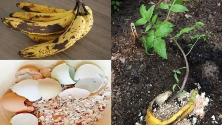 20 Trucos de Jardinería Inigualables