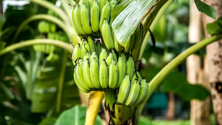 Cultivo y Cuidado de la Planta de Plátano en Tu Jardín
