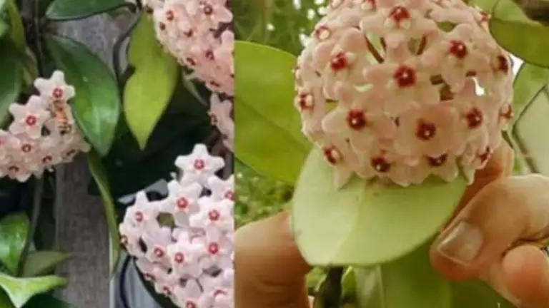 La Corona de Cristo: Una Planta Intrigante para Tu Hogar