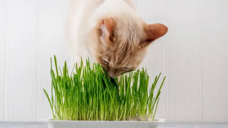 LA RELACIÓN DE LOS GATOS CON LA HIERBA: BENEFICIOS Y MOTIVOS DE SU CONSUMO