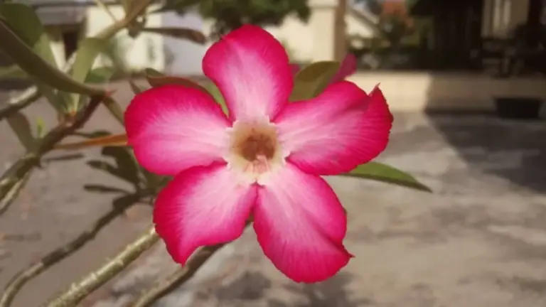 LA BELLEZA DE LAS PLANTAS: UN VIAJE AL MUNDO VERDEA