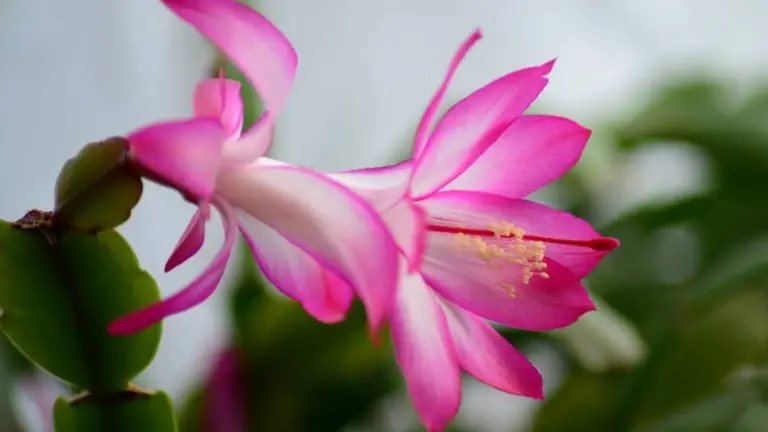 El Cactus que No Soporta el Sol