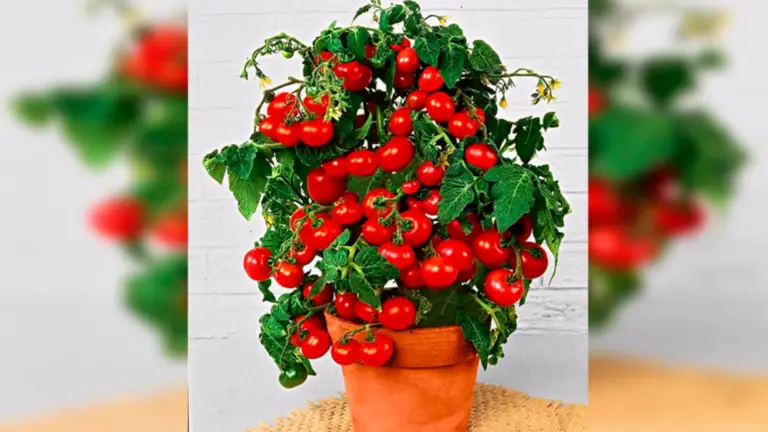 Guía Paso a Paso para Cultivar Tomates Cherry en Casa
