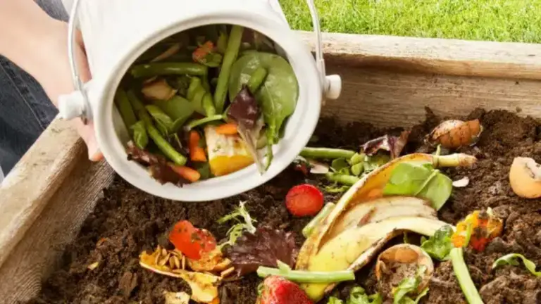 Cómo Convertir Residuos en un Tesoro para Tu Jardín