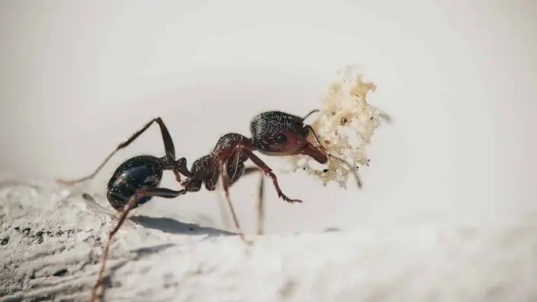 Consejo Infalible con Bicarbonato para Eliminar Hormigas de tu Jardín