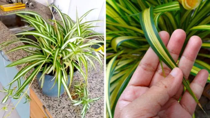 Cómo cuidar la phalange  – La planta que purifica el aire en tu hogar