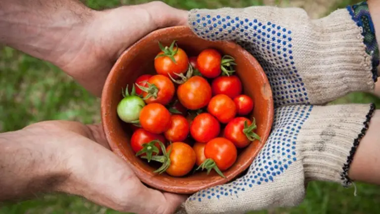 El Misterio de Cultivar Tomates Sorprendentes: ¿Qué Agregar al Suelo?