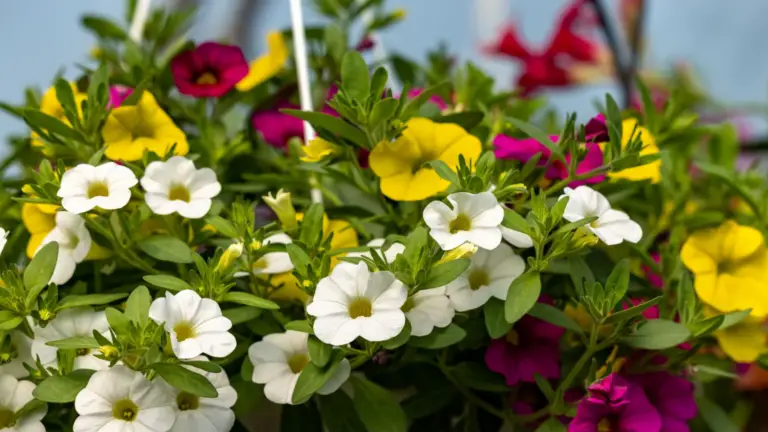 ¡No es un petunia, es algo mejor! El Calibrachoa: la Flor Más Subestimada del Jardín