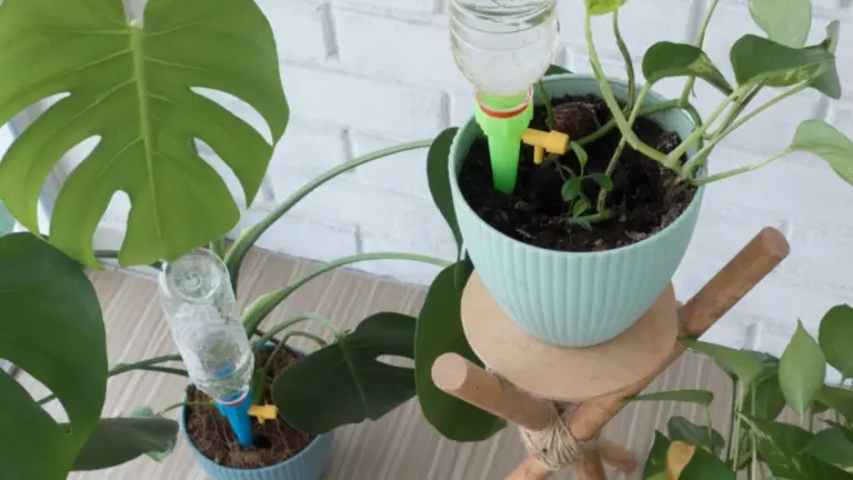 Cómo Regar las Plantas Cuando Estás de Vacaciones o Fuera de Casa