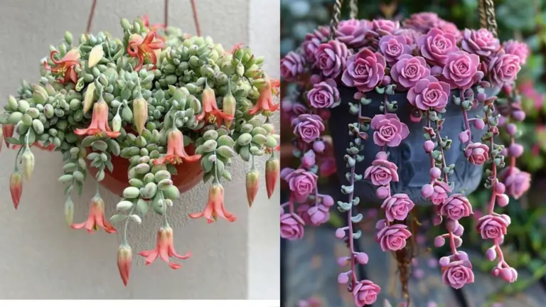 Guía Completa para el Cuidado de Plantas Suspendidas: Dale Vida a Tu Espacio