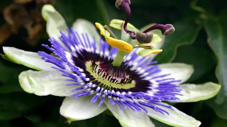 La Maravillosa Flor de Maracuyá: Belleza y Beneficios