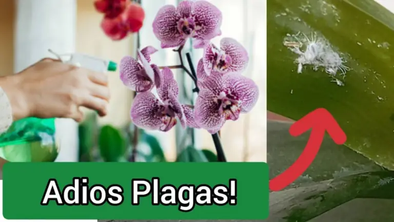 ¿Las Cochinillas Han Ataque tus Orquídeas? Aprende a Deshacerte de Ellas Rápidamente