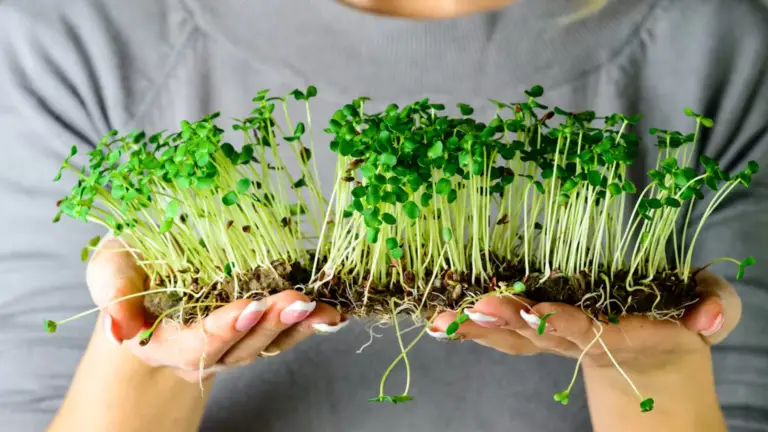 Cómo cultivar microverduras (microgreens) y sus beneficios