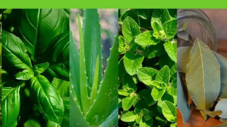 Plantas Medicinales que Podemos Cultivar en Casa