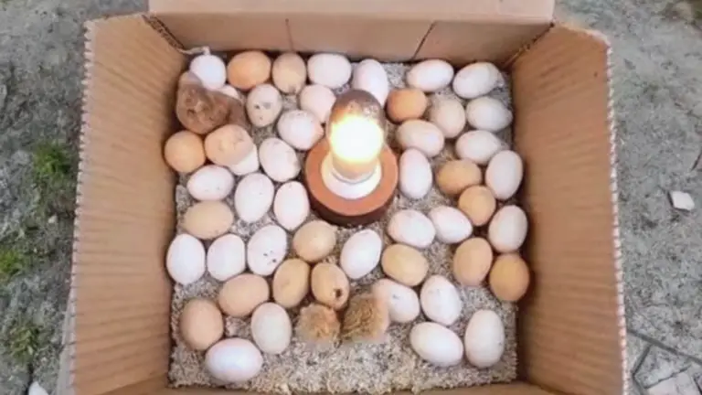 Guía de Bricolaje para Crear Tu Propio Incubador Casero