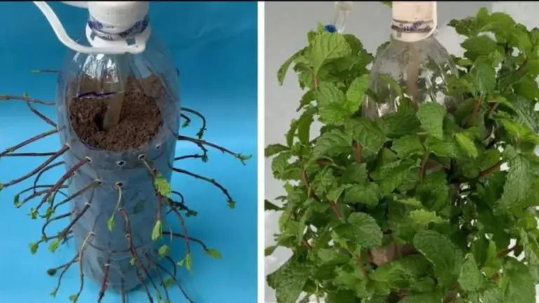 Crea Tu Propio Jardín Suspendido de Menta con Botellas de Plástico Recicladas