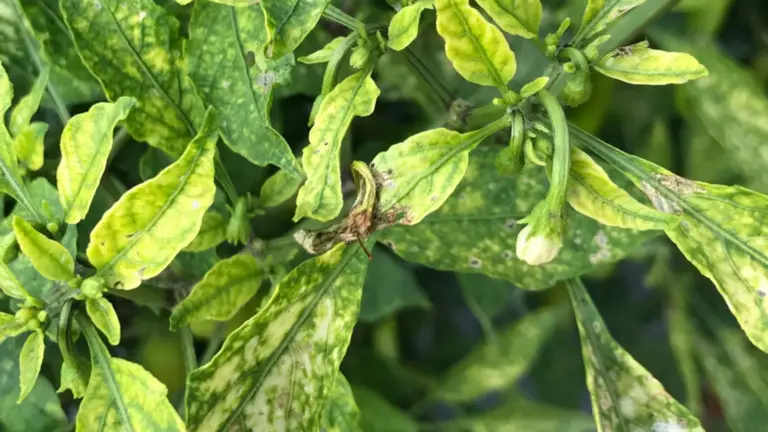 Cuida tus Plantas con Esta Guía sobre Deficiencias Nutricionales