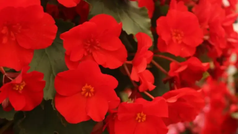 Cómo Hacer Florecer Cualquier Planta Rápidamente