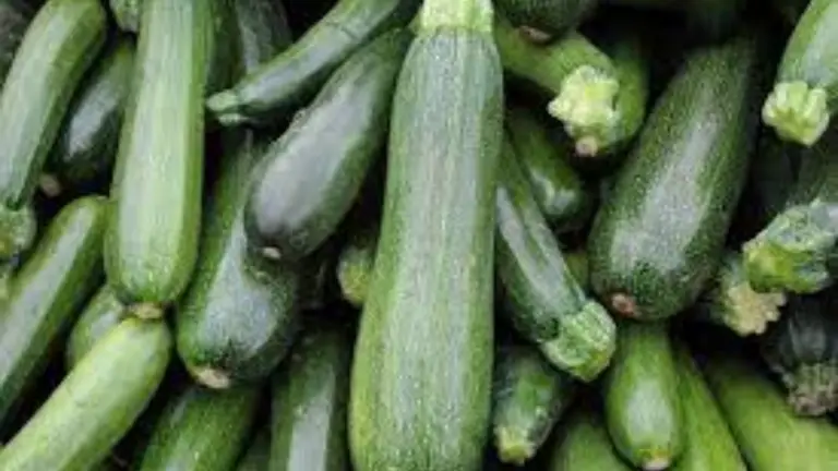 Guía Completa: Cuándo y Cómo Cosechar Calabacines