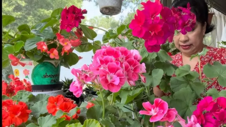 Geranio: 3 Fertilizantes Naturales para una Floración Generosa
