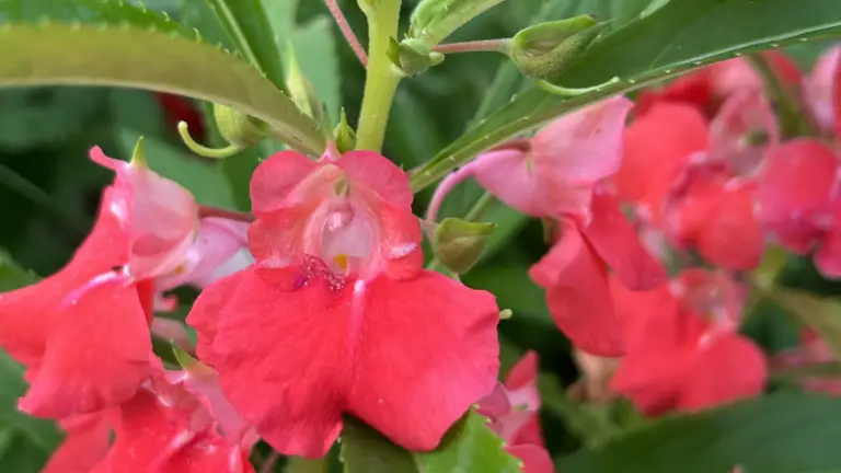 Balsaminas: La Belleza Floral de Origen Asiático