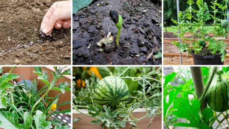 Cómo Propagar Una Planta de Sandía y Qué Fertilizante Usar