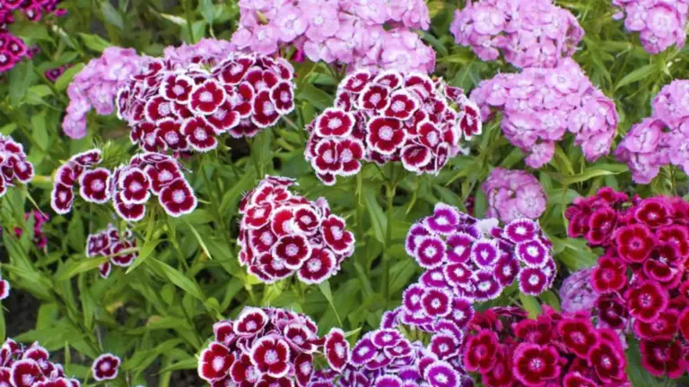 Flores que Atraerán Muchas Mariposas a Tu Jardín 🌼🦋